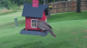 /Birds//Thumbs//found20250612-142504.png 