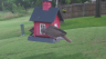 /Birds//Thumbs//found20250614-064826.png 