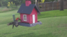 /Birds//Thumbs//found20250614-071827.png 