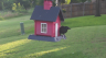 /Birds//Thumbs//found20250614-072627.png 