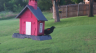 /Birds//Thumbs//found20250617-202534.png 