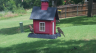 /Birds//Thumbs//found20250618-131901.png 