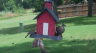 /Birds//Thumbs//found20250618-132349.png 