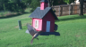 /Birds//Thumbs//found20250618-190521.png 