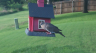 /Birds//Thumbs//found20250714-185336.png 
