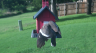 /Birds//Thumbs//found20250717-185427.png 