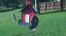 /Birds//Thumbs//found20250717-190735.png 