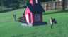 /Birds//Thumbs//found20250717-191150.png 
