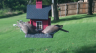 /Birds//Thumbs//found20250718-183747.png 