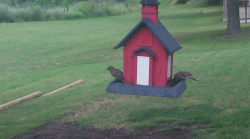 /Birds/Thumbs/20240525/found20240525-155551.png 