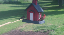 /Birds/Thumbs/20240526/found20240526-095912.png 