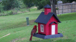 /Birds/Thumbs/20240528/found20240528-170317.png 