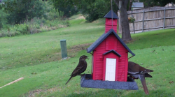 /Birds/Thumbs/20240528/found20240528-171123.png 