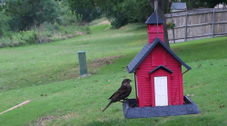 /Birds/Thumbs/20240528/found20240528-171300.png 