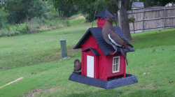 /Birds/Thumbs/20240528/found20240528-171516.png 