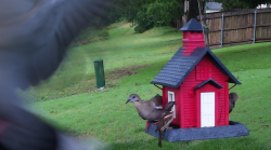 /Birds/Thumbs/20240528/found20240528-210311.png 