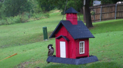 /Birds/Thumbs/20240528/found20240528-210434.png 