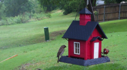 /Birds/Thumbs/20240528/found20240528-210941.png 