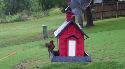 /Birds/Thumbs/20240528/found20240528-225539.png 
