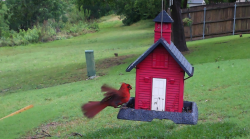 /Birds/Thumbs/20240528/found20240528-232210.png 