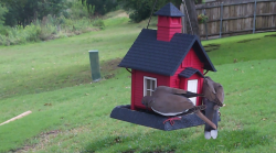 /Birds/Thumbs/20240530/found20240530-205810.png 