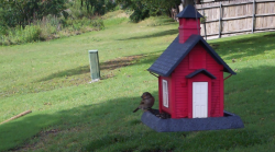 /Birds/Thumbs/20240531/found20240531-020937.png 