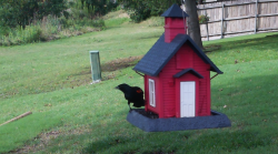 /Birds/Thumbs/20240601/found20240601-172437.png 