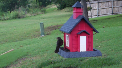 /Birds/Thumbs/20240601/found20240601-173034.png 
