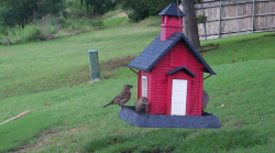 /Birds/Thumbs/20240601/found20240601-173446.png 