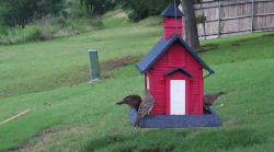 /Birds/Thumbs/20240601/found20240601-173527.png 