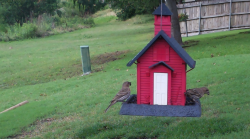 /Birds/Thumbs/20240601/found20240601-173630.png 