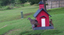 /Birds/Thumbs/20240601/found20240601-173923.png 