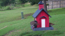 /Birds/Thumbs/20240601/found20240601-174000.png 