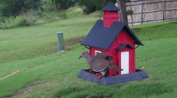 /Birds/Thumbs/20240601/found20240601-174046.png 