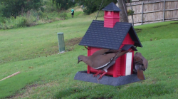 /Birds/Thumbs/20240601/found20240601-174227.png 
