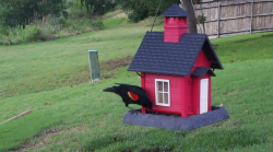 /Birds/Thumbs/20240601/found20240601-175435.png 