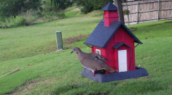 /Birds/Thumbs/20240601/found20240601-180604.png 