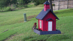 /Birds/Thumbs/20240601/found20240601-184207.png 