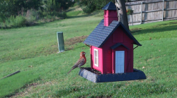 /Birds/Thumbs/20240601/found20240601-190050.png 