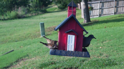 /Birds/Thumbs/20240601/found20240601-190659.png 