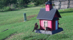 /Birds/Thumbs/20240601/found20240601-190732.png 