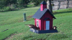 /Birds/Thumbs/20240601/found20240601-190904.png 