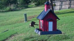 /Birds/Thumbs/20240601/found20240601-192320.png 