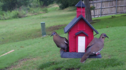/Birds/Thumbs/20240602/found20240602-065054.png 
