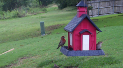 /Birds/Thumbs/20240602/found20240602-070259.png 