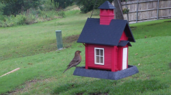/Birds/Thumbs/20240602/found20240602-084811.png 