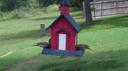 /Birds/Thumbs/20240602/found20240602-132259.png 