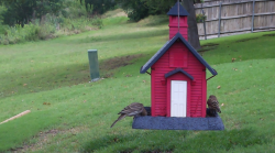 /Birds/Thumbs/20240602/found20240602-132350.png 