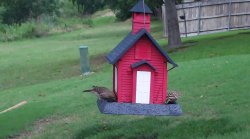 /Birds/Thumbs/20240602/found20240602-161851.png 