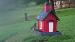/Birds/Thumbs/20240602/found20240602-183243.png 